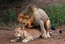 狮子交配视频高清视频